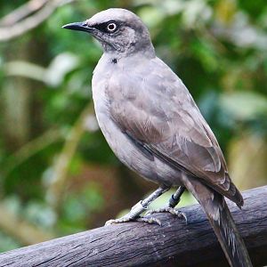 African Treetops - Ashy Starling