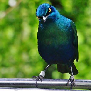 African Treetops - Lesser Blue-eared Starling