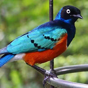 African Treetops - Superb Starling
