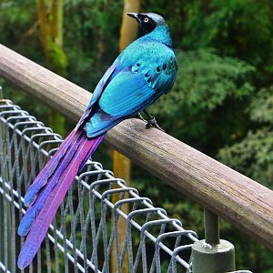 African Treetops - Long-tailed Glossy Starling