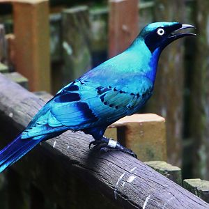 African Treetops - Splendid Starling
