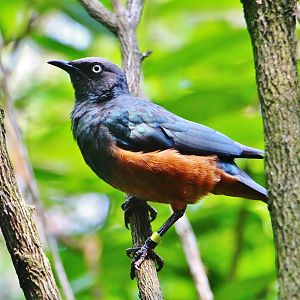 African Treetops - Chestnut-bellied Starling