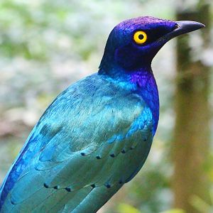 African Treetops - Purple Glossy Starling