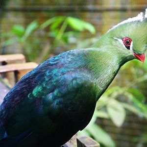 African Treetops - Livingstone's Turaco