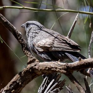 Apostlebird