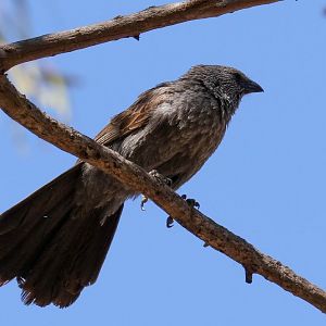 Apostlebird