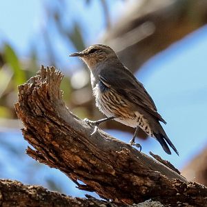 Brown Treecreeper