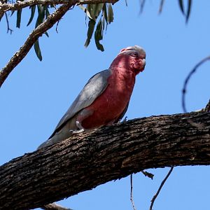 Galah