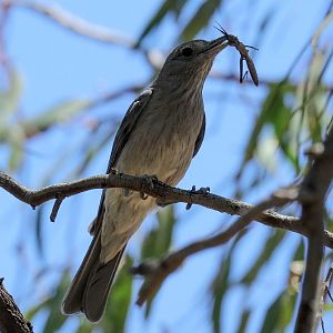 Grey Shrike-thrush