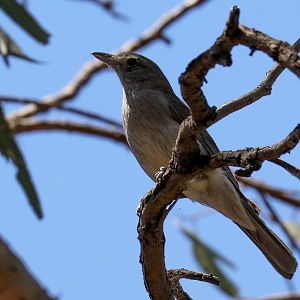 Grey Shrike-thrush