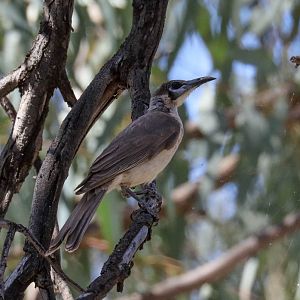 Little Friarbird