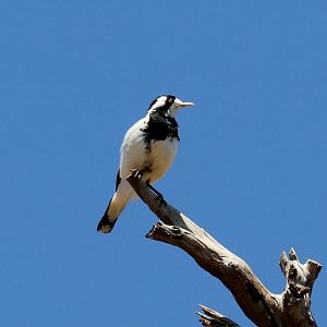 Magpie-lark