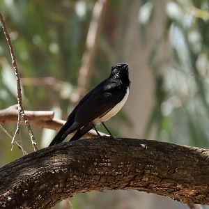 Willie Wagtail