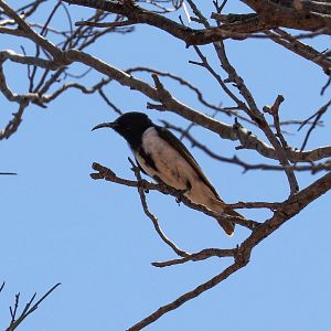 Black Honeyeater