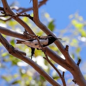 Black Honeyeater