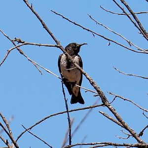 Black Honeyeater