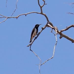 Black Honeyeater
