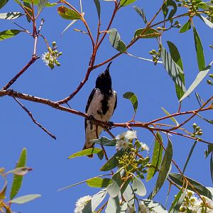 Black Honeyeater