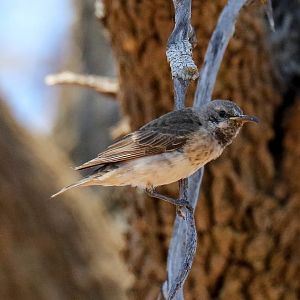 Black Honeyeater female
