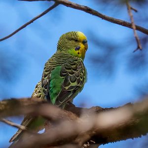 Budgerigar