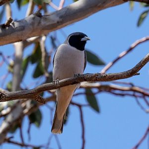 Masked Woodswallow