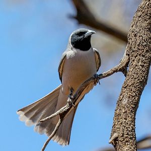 Masked Woodswallow