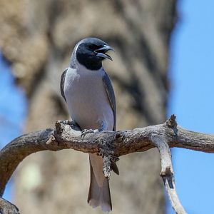 Masked Woodswallow