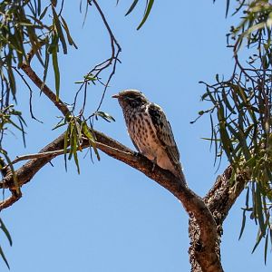 Pallid Cuckoo chick