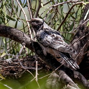 Pallid Cuckoo chick