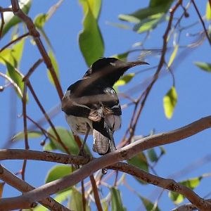 Pied Honeyeater
