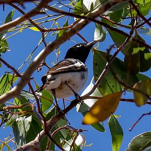 Pied Honeyeater