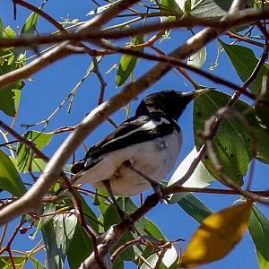 Pied Honeyeater