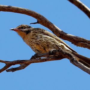 Spiny-cheeked Honeyeater