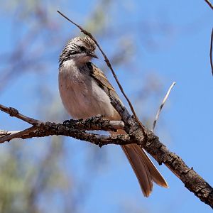 Striped Honeyeater