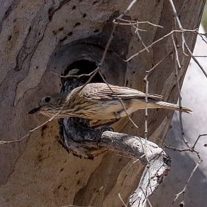 Rufous Whistler juvenile