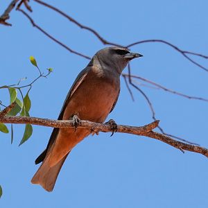 White-browed Woodswallow
