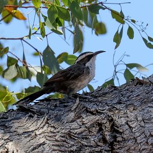 White-browed Babbler