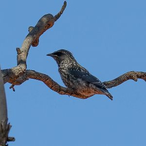 White-browed Woodswallow fledgling