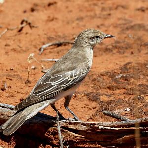 White-winged Triller female