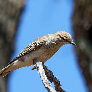 White-winged Triller female