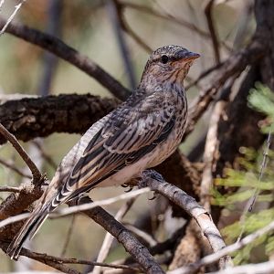 White-winged Triller juvenile