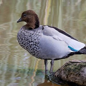 Australian Wood Duck