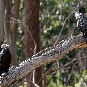 Little Black Cormorants