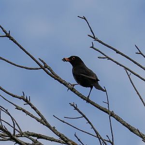 European Blackbird