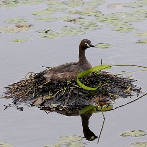 Australian Grebe on nest