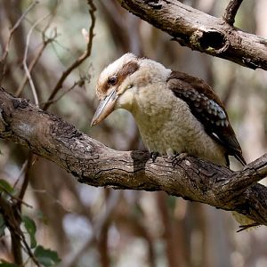 Kookaburra