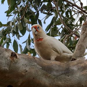 Long-billed Corella