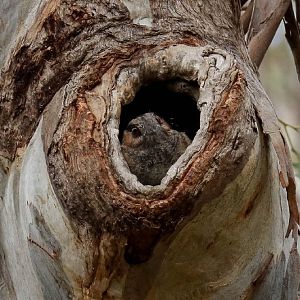 Australian Owlet-nightjar