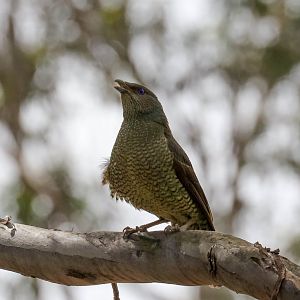 Satin Bowerbird female