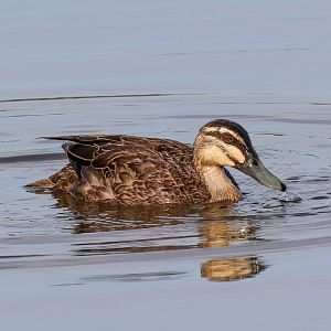 Pacific Black Duck